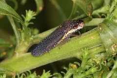 Paraulacizes irrorata