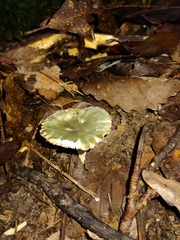 Virescentinae