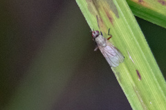 Muscoidea