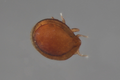 Uropodina