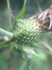 Cirsium altissimum