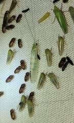 Nectopsyche exquisita