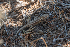 Sceloporus graciosus