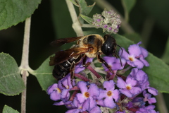 Megachile sculpturalis