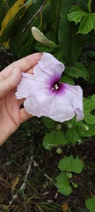 Ipomoea macrorhiza
