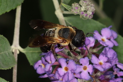 Megachile sculpturalis
