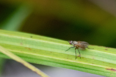 Muscoidea