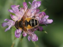 Eristalis jugorum