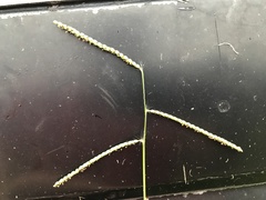 Paspalum laeve