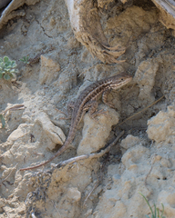 Sceloporus graciosus