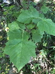 Platanus occidentalis