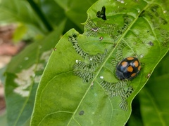 Epilachna mexicana