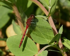 Sympetrum