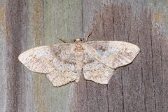 Hypagyrtis