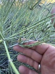 Ephedra torreyana