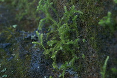 Lycopodiaceae