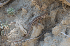 Sceloporus graciosus