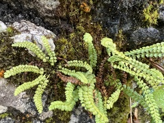 Asplenium viride