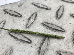 Paspalum laeve