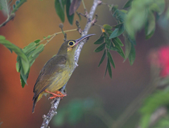 Arachnothera flavigaster