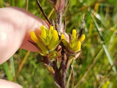 Orthocarpus luteus