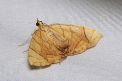 Eulithis diversilineata