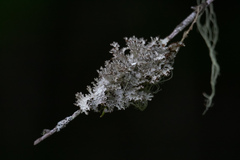 Platismatia tuckermanii