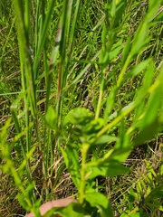 Rhopalomyia solidaginis