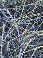 Ephedra torreyana