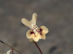 Utricularia fulva