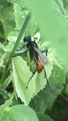 Sphecinae
