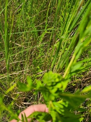 Rhopalomyia solidaginis
