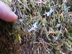 Peltigera canina