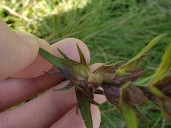 Orthocarpus luteus