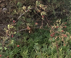 Rosa californica