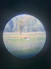 Xanthocephalus xanthocephalus