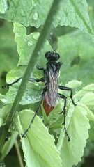 Sphecinae