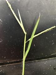 Paspalum laeve