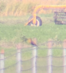 Xanthocephalus xanthocephalus