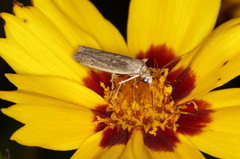 Homoeosoma electella