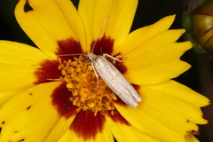 Homoeosoma electella