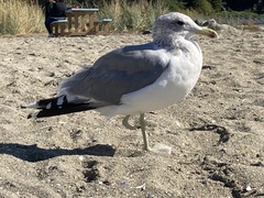 Larus californicus