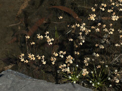 Utricularia fulva