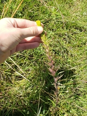 Orthocarpus luteus