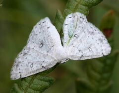 Cyclophora pendulinaria