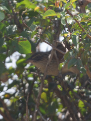 Centropus superciliosus