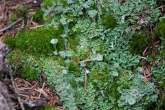 Cladonia