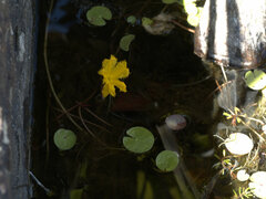 Nymphoides aurantiaca