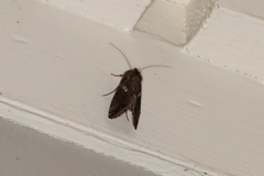 Chrysodeixis includens