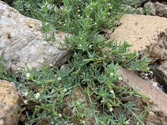 Heliotropium